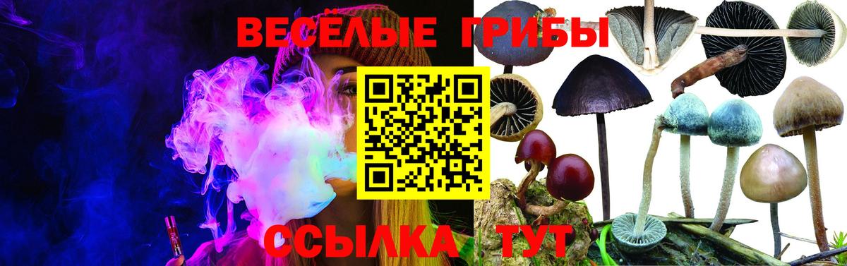 Галлюциногенные грибы прущие грибы  Вход с VPN  Александров  Псилоцибиновые грибы мицелий 
